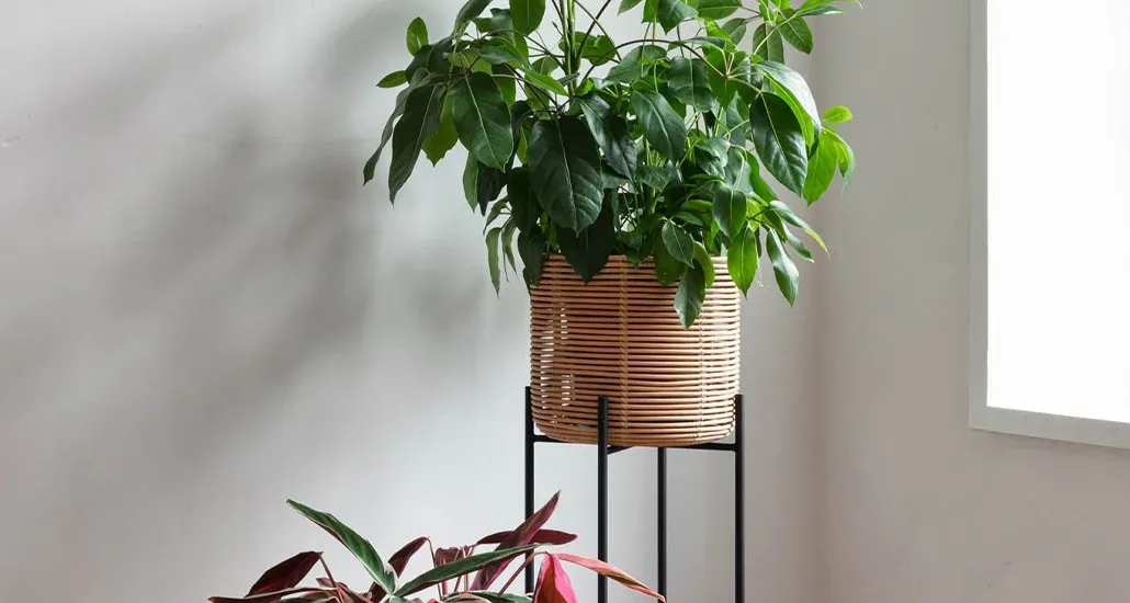 the vivi rattan plant stand is made from natural rattan material with black powder-coated steel these plant stands are attractive as well as practical in any space it may occupy.